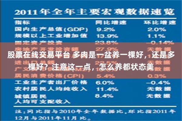 股票在线交易平台 多肉是一盆养一棵好，还是多棵好？注意这一点，怎么养都状态美